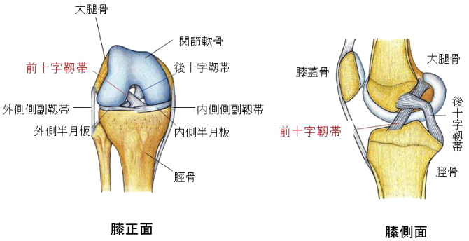 膝前十字靱帯断裂